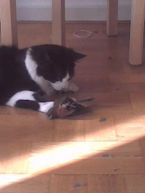 Norsk Skovkat Samson*RIP 25.Januar 08* - Her er jeg med min første fugl jeg tog med ind... billede 2