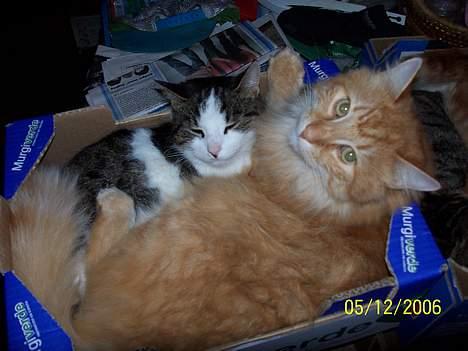 Blanding af racer Tot billede 10