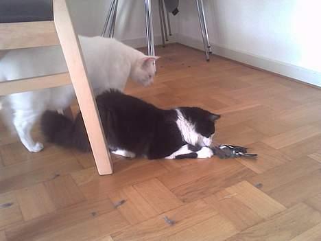 Norsk Skovkat Samson*RIP 25.Januar 08* - Der er min sambo Bølle han er nysgerrig ...  billede 3