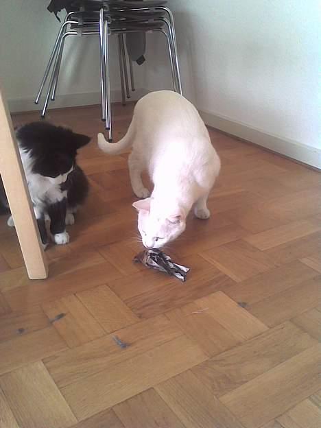 Norsk Skovkat Samson*RIP 25.Januar 08* - Han må gerne snuse til min fangst ...  billede 4