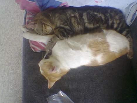 Huskat Molly - Her ligger jeg sammen med min søster, Mille billede 4