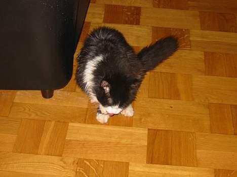 Norsk Skovkat Samson*RIP 25.Januar 08* - Også mig få dagen efter min ankomst til mit nye hjem  billede 5