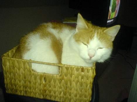 Huskat Molly - Jeg kunne være i den da jeg var killing, så kan jeg også nu... billede 5