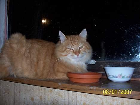 Blanding af racer Tot billede 11