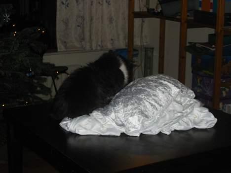 Norsk Skovkat Samson*RIP 25.Januar 08* - Troede at dugen på bordet skulle være min seng meeen Nej ...  billede 6