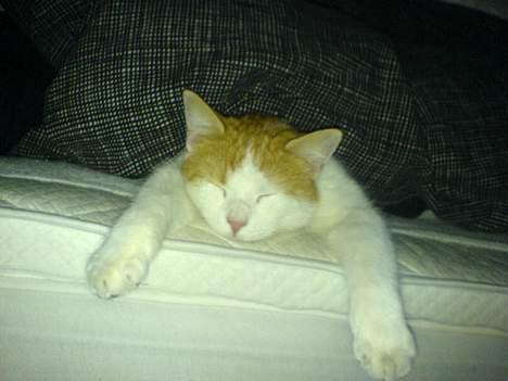 Huskat Molly - Der ka godt blive lidt varmt under dynen en gang imellem. billede 6