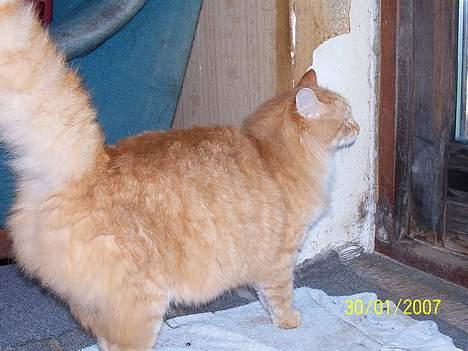 Blanding af racer Tot billede 12