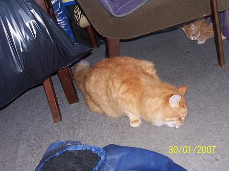 Blanding af racer Tot billede 13