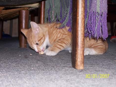 Blanding af racer Sprutte  billede 14