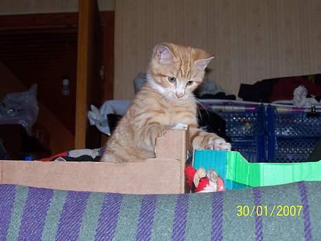 Blanding af racer Sprutte  billede 15