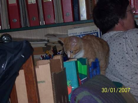 Blanding af racer Sprutte  billede 16