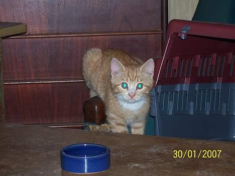 Blanding af racer Sprutte  billede 17