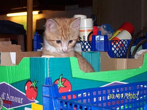 Blanding af racer Sprutte  billede 18