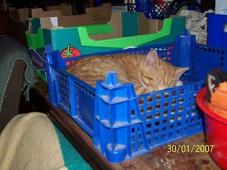 Blanding af racer Sprutte  billede 19