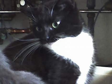 Huskat Taz (RIP) billede 1