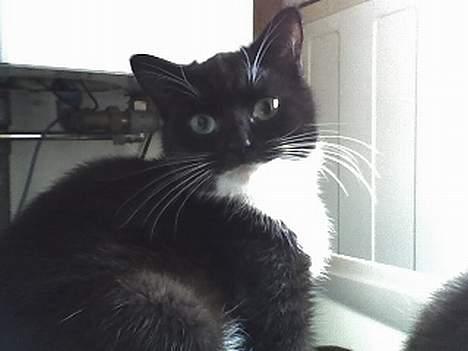 Huskat Taz (RIP) billede 2