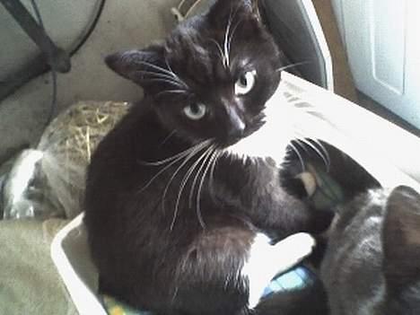 Huskat Taz (RIP) billede 3