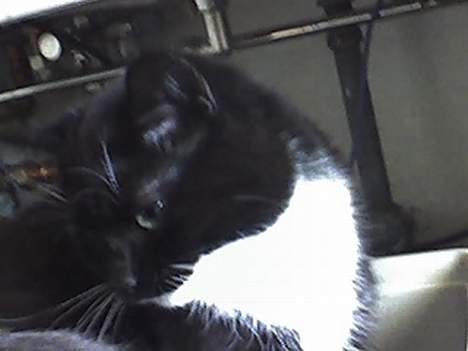 Huskat Taz (RIP) billede 4