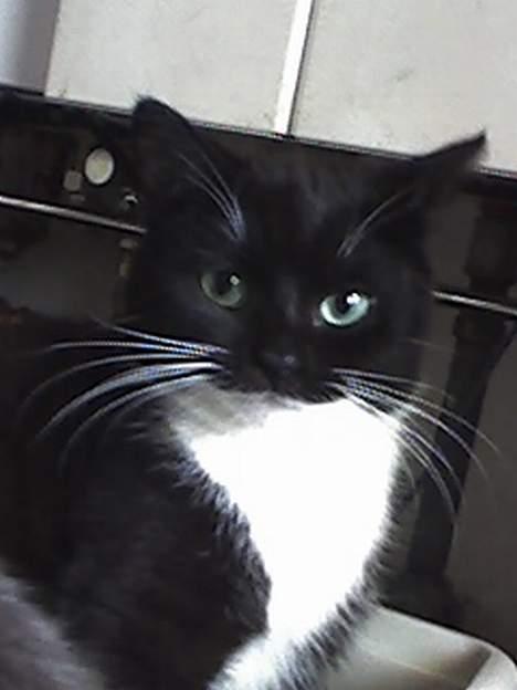 Huskat Taz (RIP) billede 5