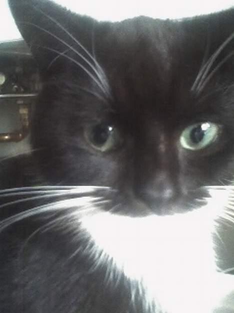 Huskat Taz (RIP) billede 6