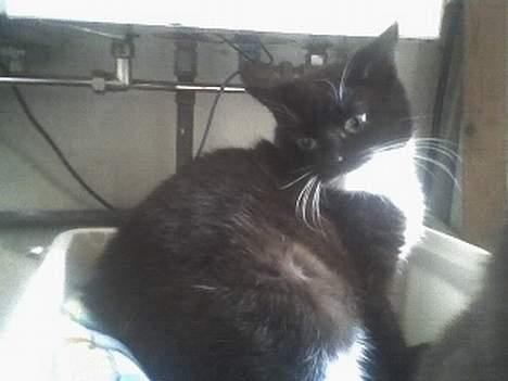 Huskat Taz (RIP) billede 7