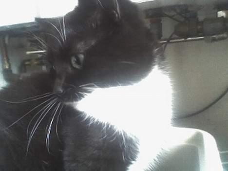 Huskat Taz (RIP) billede 8