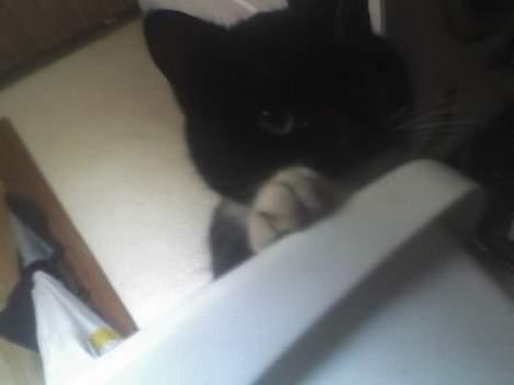 Huskat Taz (RIP) billede 9