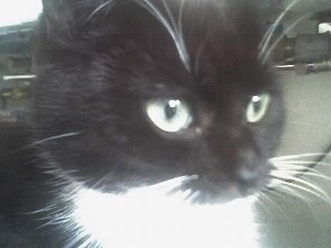 Huskat Taz (RIP) billede 10