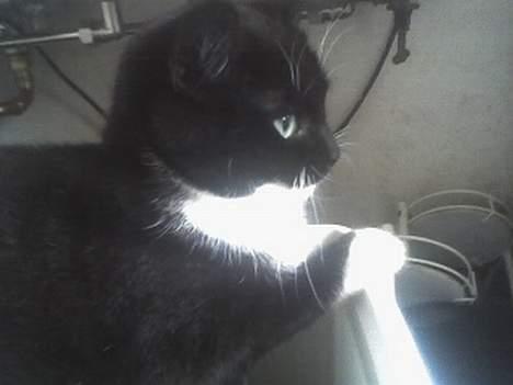 Huskat Taz (RIP) billede 11