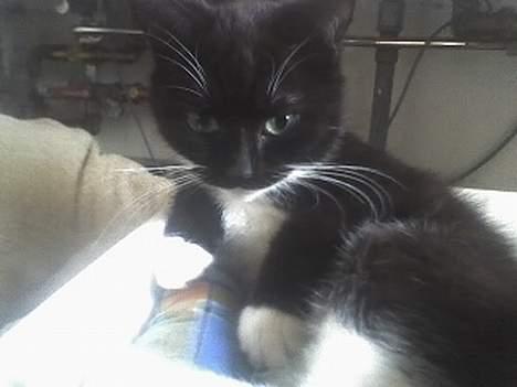 Huskat Taz (RIP) billede 12