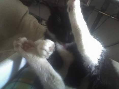 Huskat Taz (RIP) billede 13