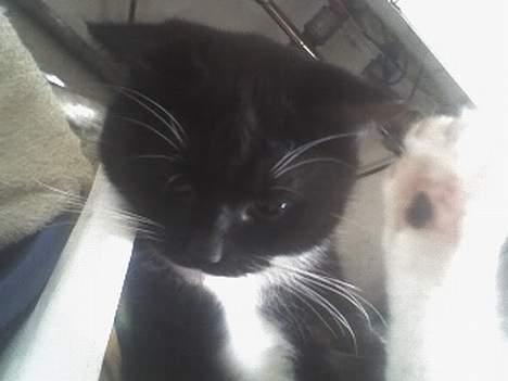 Huskat Taz (RIP) billede 14