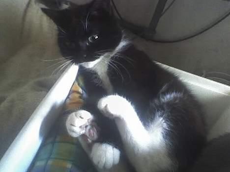 Huskat Taz (RIP) billede 15