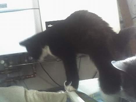 Huskat Taz (RIP) billede 16