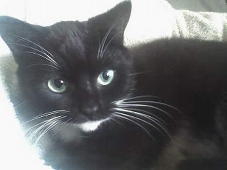 Huskat Taz (RIP) billede 17