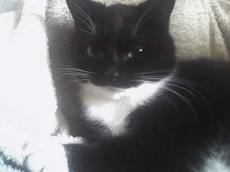 Huskat Taz (RIP) billede 18