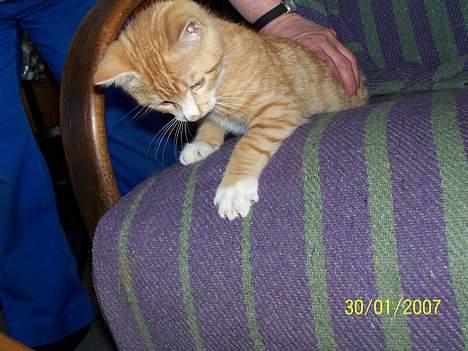 Blanding af racer Sprutte  billede 20