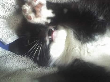 Huskat Taz (RIP) billede 19