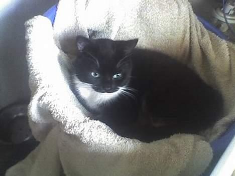 Huskat Taz (RIP) billede 20