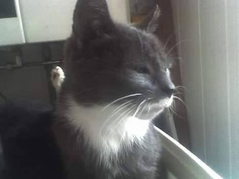 Huskat Bølle - Når Hun er Pænest billede 1