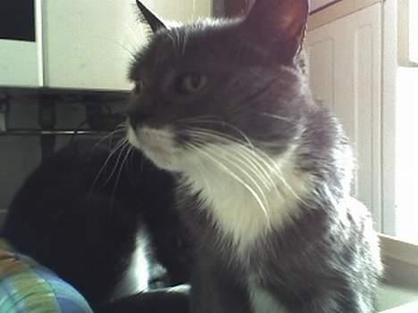 Huskat Bølle billede 2