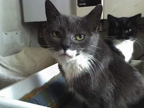 Huskat Bølle - Mor & Søn i baggrunden ;p billede 3