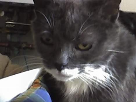 Huskat Bølle billede 4