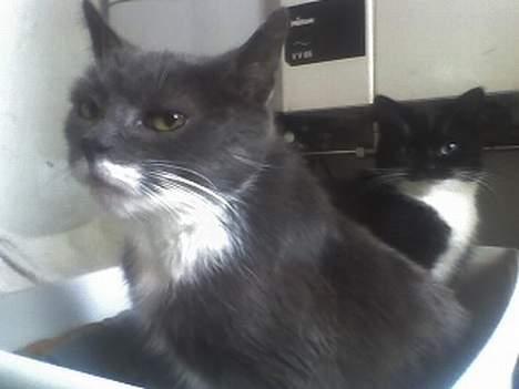 Huskat Bølle billede 5