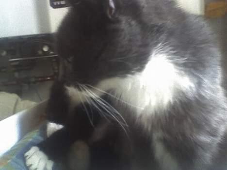 Huskat Bølle billede 6