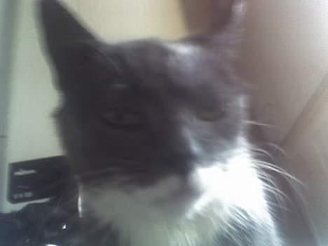 Huskat Bølle billede 7