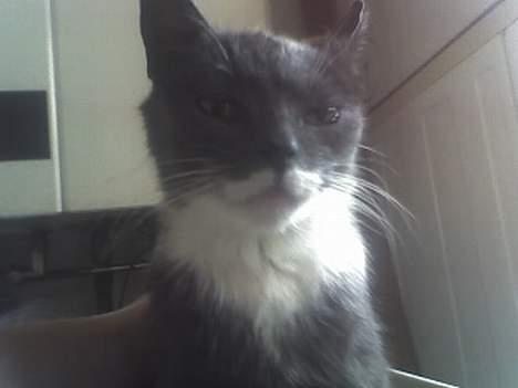 Huskat Bølle billede 8