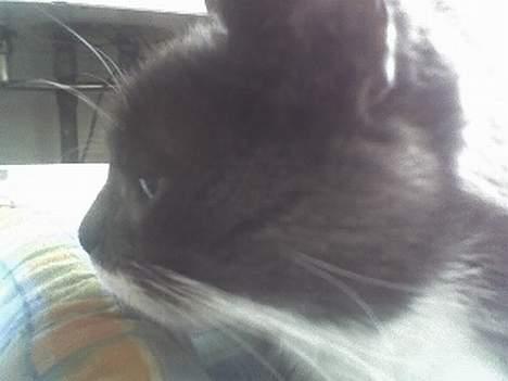 Huskat Bølle billede 9