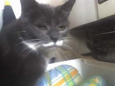 Huskat Bølle billede 10