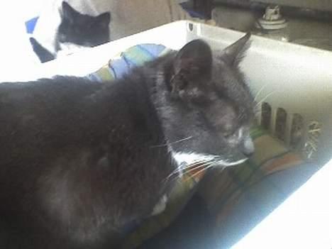 Huskat Bølle billede 11